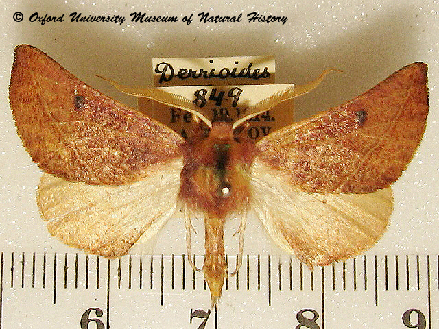 Drepanogynis antennaria